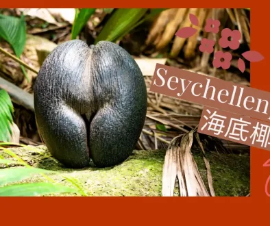 Seychellenpalme 海底椰
